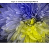شبیه سازی اصلاح تصاویر برای افراد کور رنگ با متلب
