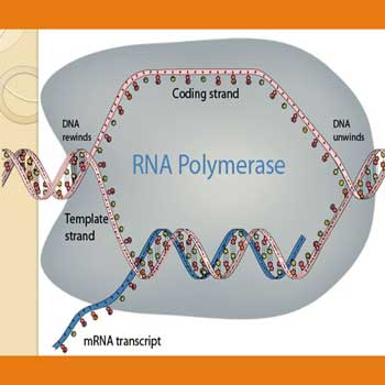 دانلود پاورپوینت RNA و Transcription (رونویسی)